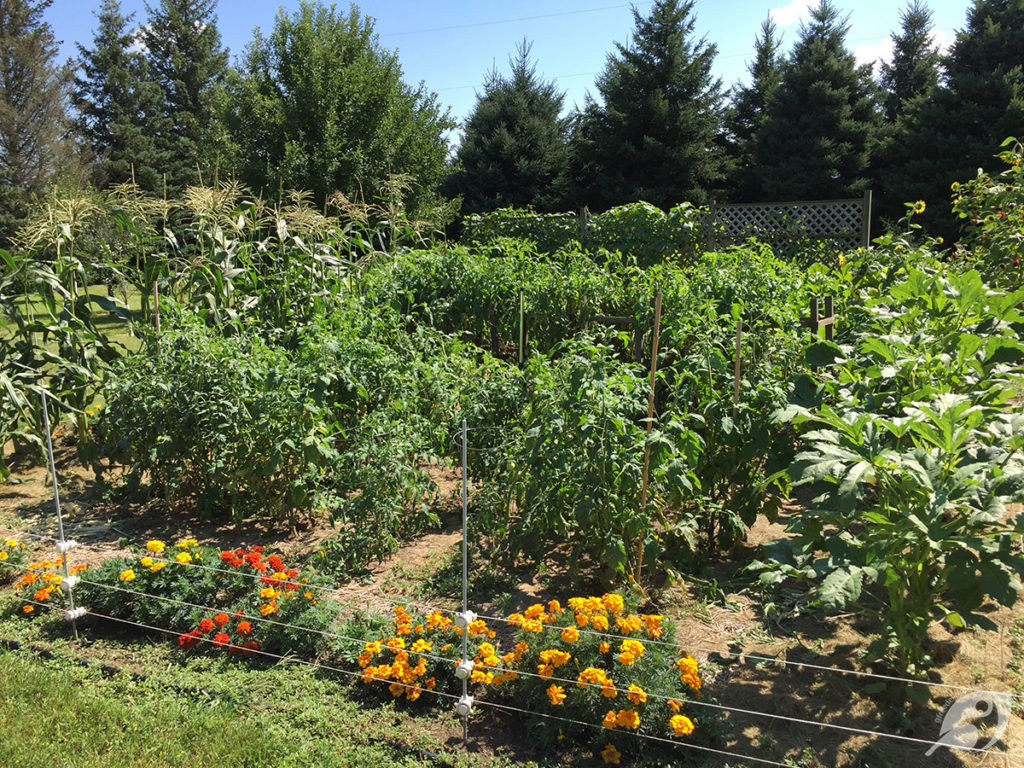 My busy little garden