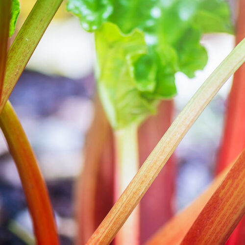 Rhubarb Growing in the Garden