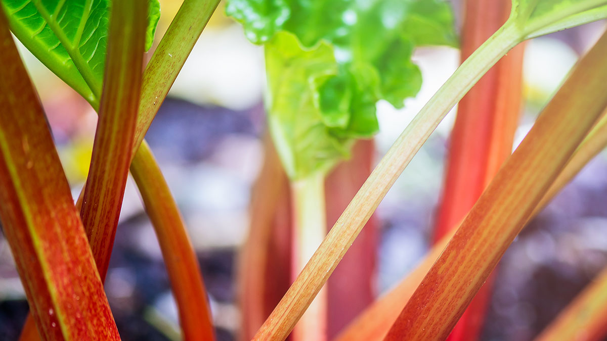 Rhubarb Growing in the Garden